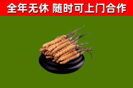 巢湖回收冬虫夏草